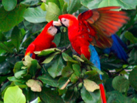 Parrots