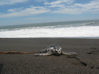 Sea Turtle